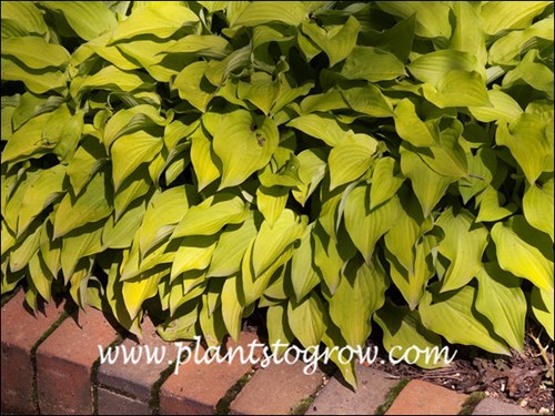 Hosta Ground Sulfur  is a fast growing dwarf Hosta with pointed golden yellow leaves.